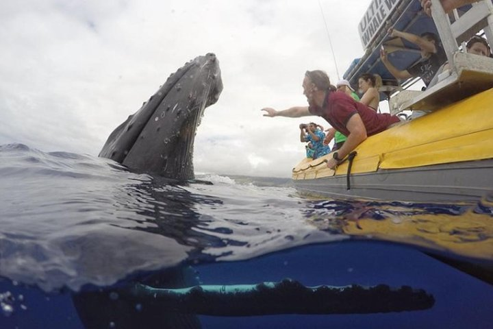 This friendly whale approached our little raft! We don't permit touching the whales and do not approach the whales closer than 100 yards.